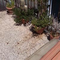 Cancellata antica del 1800