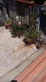 Cancellata antica del 1800