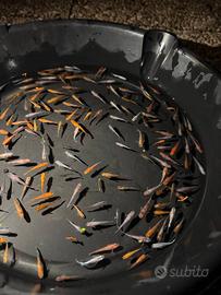 Medaka Oryzias Latipes