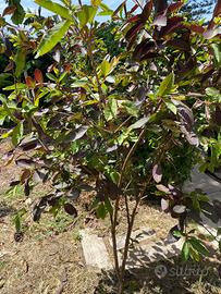 Piante da frutto tropicali