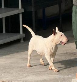 Bull Terrier
