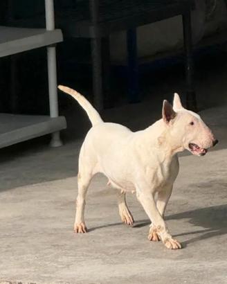 Bull Terrier