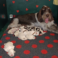 Spinone italiano