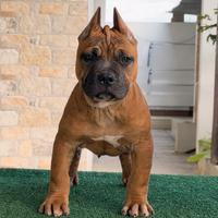 Cucciolo american pitbull terrier