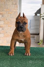 Cucciolo american pitbull terrier