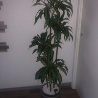 PIANTA DRACAENA