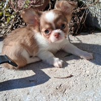 Cuccioli di taglia piccola