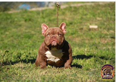 American bully