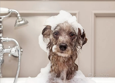 Attività di toelettatura