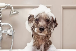 Attività di toelettatura