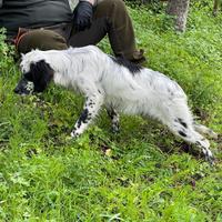 Setter inglese femmina