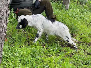 Setter inglese femmina