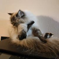 Gatta siberiana con pedigree per monta