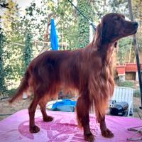 Setter Irlandese Rosso