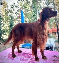 Setter Irlandese Rosso