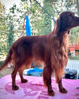 Setter Irlandese Rosso