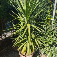 Yukka - Tronchetto della Felicita