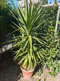 Yukka - Tronchetto della Felicita