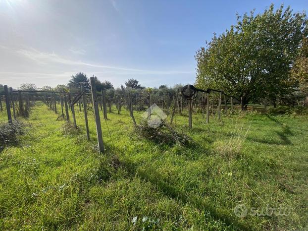 TER. AGRICOLO A COLONNA