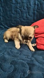 Cuccioli di Chihuahua a pelo lungo