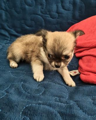 Cuccioli di Chihuahua a pelo lungo