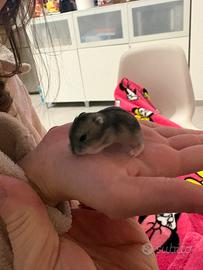 Criceti Russi phodopus cuccioli