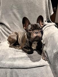 Bulldog francese disponibile per monta
