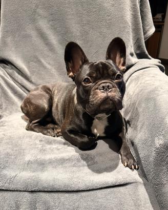 Bulldog francese disponibile per monta