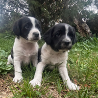 Cuccioli meticci a pelo corto