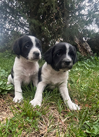 Cuccioli meticci a pelo corto
