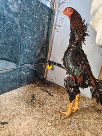 Galli e galline e pulcini