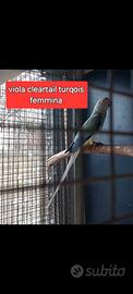 Parrocchetto dal collare cleartail