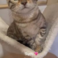 Gatta bengala