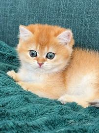 British shorthair golden shell