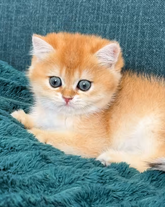 British shorthair golden shell