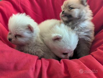 Pomerania con pedigree