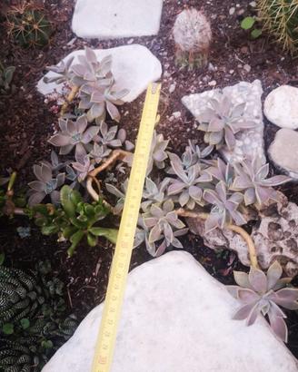 Piante grasse di Graptosedum 'Ghosty'
