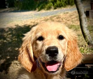 Golden Retriever Cuccioli