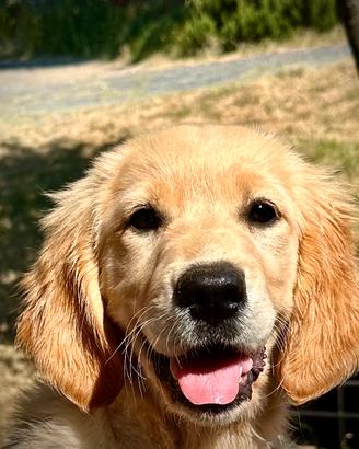 Golden Retriever Cuccioli