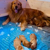 Cuccioli Golden Retriever americani