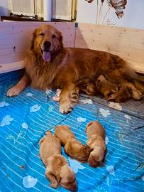 Cuccioli Golden Retriever americani