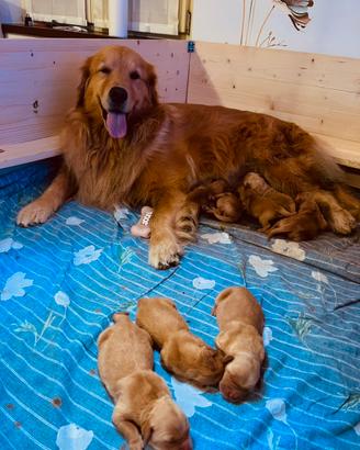 Cuccioli Golden Retriever americani