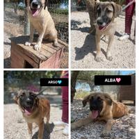 Alba argo athena athos