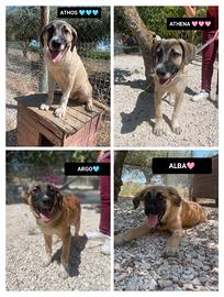 Alba argo athena athos