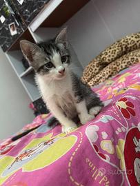 Gattini