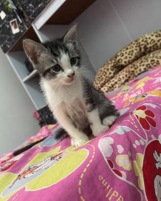 Gattini