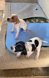 Cuccioli di POINTER INGLESE