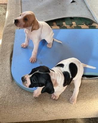 Cuccioli di POINTER INGLESE