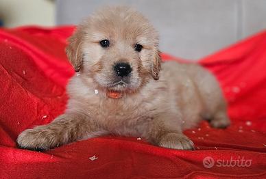Golden retriever linea americana