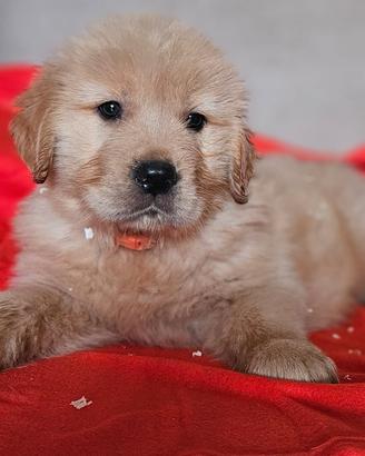 Golden retriever linea americana